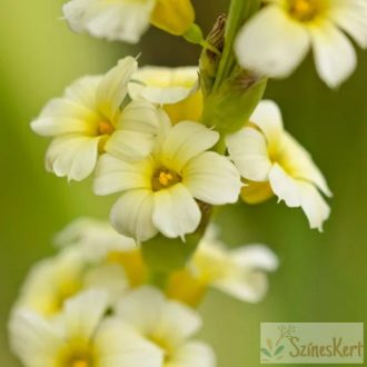 Sisyrinchium striatum - sásbokor