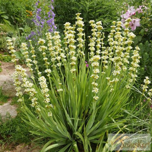 Sisyrinchium striatum - sásbokor