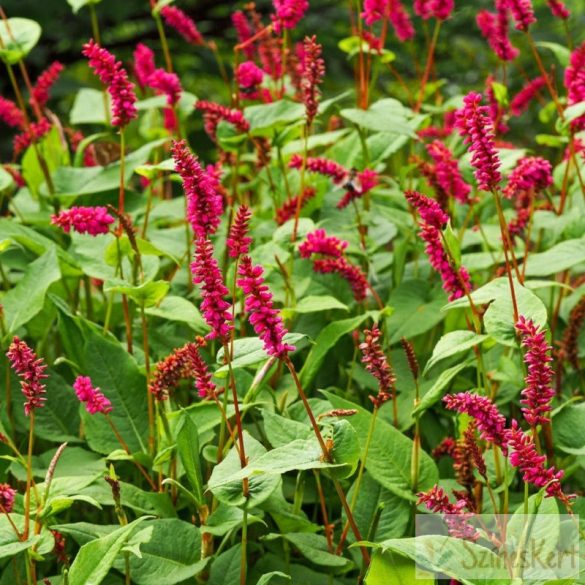 Persicaria amplexicaulis 'Lisan' - szárölelő keserűfű