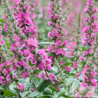 Lythrum salicaria 'Pink Blush' - réti füzény