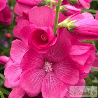 Sidalcea 'Brilliant' - prérimályva