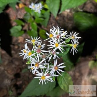 Eurybia schreberi - őszirózsa