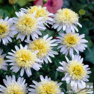 Kalimeris pinnatifida 'Hortensis' - kalimerisz