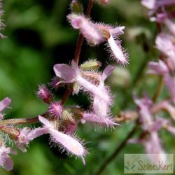 Salvia jurisicii - rózsaszín tollas zsálya
