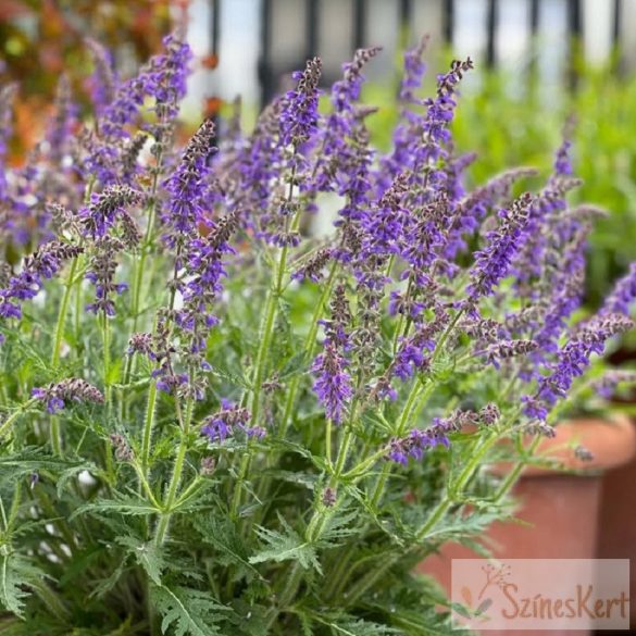 Salvia jurisicii - liláskék tollas zsálya