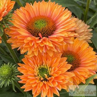 Echinacea 'Sunseekers Pumpkin Pie' - kasvirág