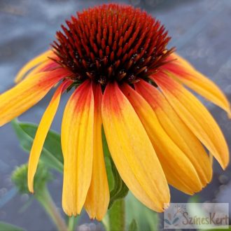 Echinacea 'Tequila Sunrise' - kasvirág