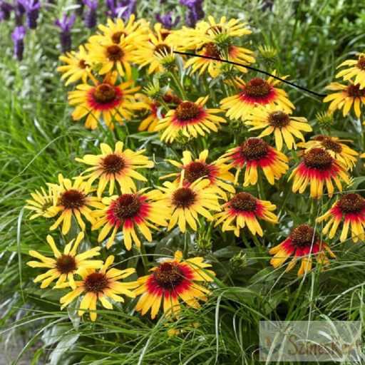 Echinacea 'Tequila Sunrise' - kasvirág