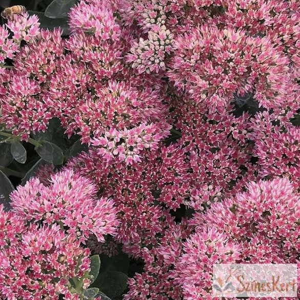 Sedum 