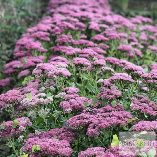 Sedum 