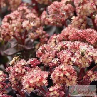 Sedum 'Conga Line' - varjúháj