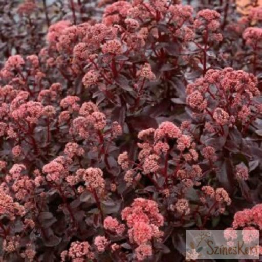 Sedum 'Conga Line' - varjúháj