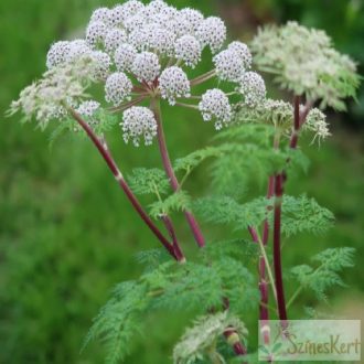 Selinum wallichianum - himalájai derezle