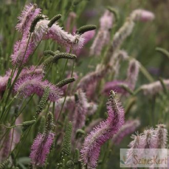 Sanguisorba 'Pink Brushes' - őszi vérfű