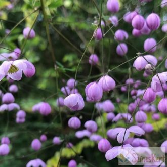 Thalictrum delavayi 'Splendide' - borkóró