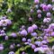 Thalictrum delavayi 'Splendide' - borkóró