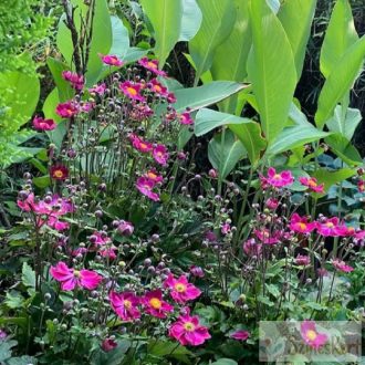   Anemone hupehensis 'Fantasy Ariel' - kínai szellőrózsa