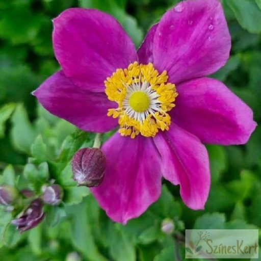 Anemone hupehensis 'Fantasy Ariel' - kínai szellőrózsa