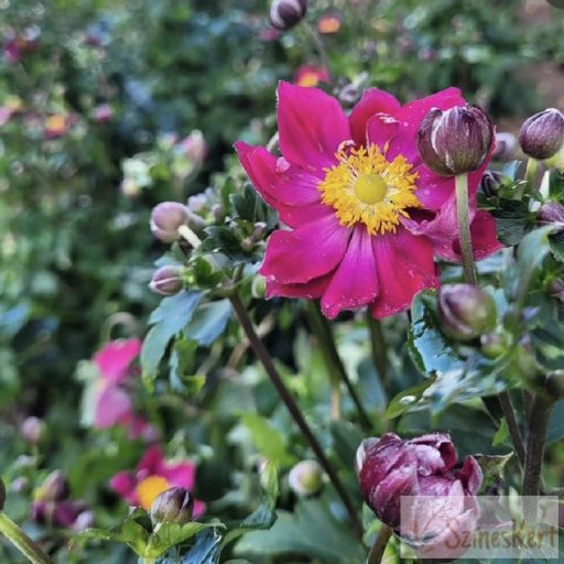 Anemone hupehensis 'Fantasy Ariel' - kínai szellőrózsa