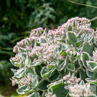   Sedum telephium 'La Vie en Rose' - tarka levelű varjúháj