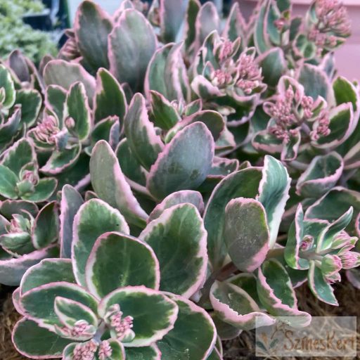 Sedum telephium 'La Vie en Rose' - tarka levelű varjúháj