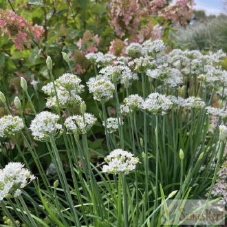 Allium tuberosum - tatár hagyma