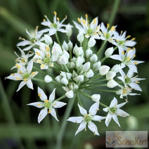 Allium tuberosum - tatár hagyma