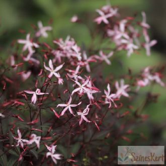   Gillenia trifoliata 'Pink Profusion' - rózsaszín virágú hármaslevelű indiánrózsa