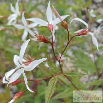 Gillenia trifoliata - hármaslevelű indiánrózsa