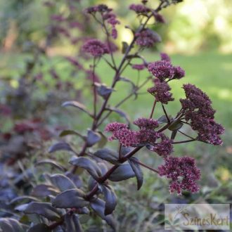 Sedum 'José Aubergine' - varjúháj