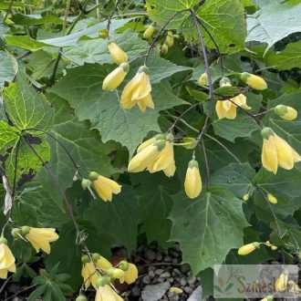 Kirengeshoma palmata - juharcsengő