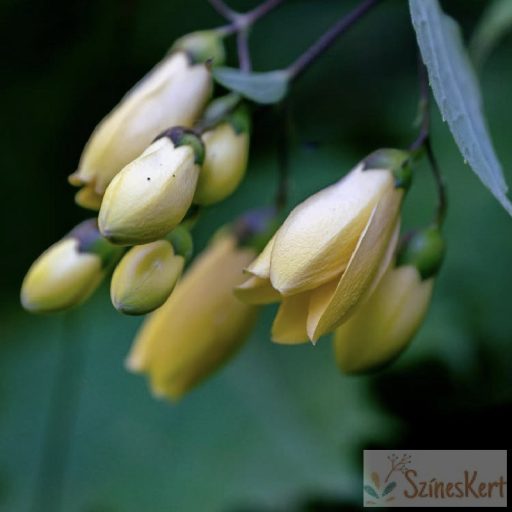 Kirengeshoma palmata - juharcsengő