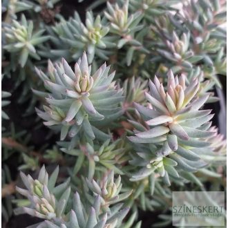 Sedum reflexum 'Blue Cushion' - kövi varjúháj