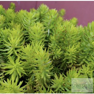 Sedum reflexum 'Yellow Cushion' - kövi varjúháj