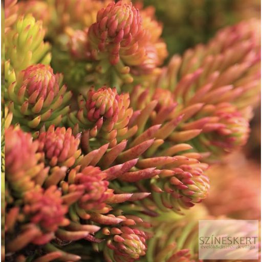 Sedum reflexum 'Yellow Cushion' - kövi varjúháj