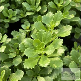 Sedum 'Immergrünen' - örökzöld varjúháj