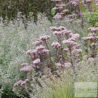 Sedum 'Matrona' - varjúháj