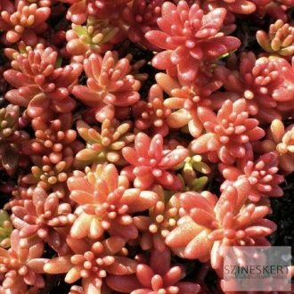 Sedum album 'Coral Carpet' - fehér varjúháj
