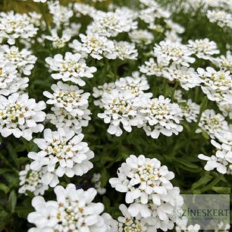   Iberis sempervirens 'Fischbeck' - örökzöld tatárvirág