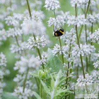 Salvia verticillata 'White Rain' - lózsálya