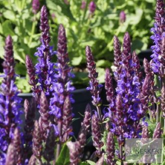 Salvia nemorosa 'Navy Blue' - ligeti zsálya