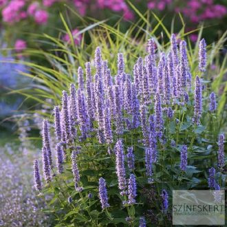   Agastache 'Blue Fortune' - izsópfű, ánizs izsóp
