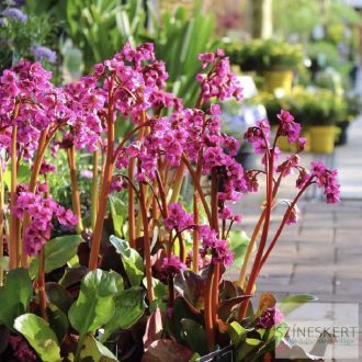   Bergenia cordifolia 'Purpurea'  - szívlevelű bőrlevél