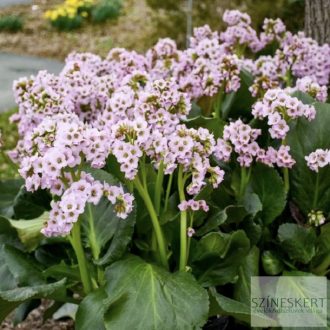 Bergenia 'Fairytale Romance' - bőrlevél