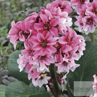 Bergenia 'Sakura' - bőrlevél