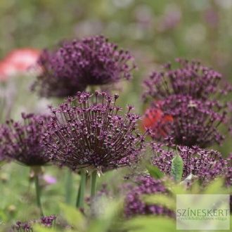 Allium atropurpureum - bíborfekete díszhagyma
