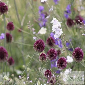 Allium sphaerocephalon - bunkós hagyma