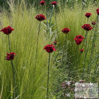 Dianthus cruentus - vérszínű szegfű