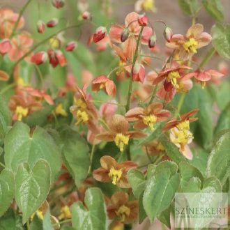  Epimedium pubigerum 'Orangekönigin' - apróvirágú püspöksüveg