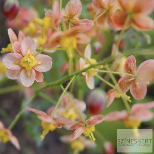 Epimedium pubigerum 'Orangekönigin' - apróvirágú püspöksüveg